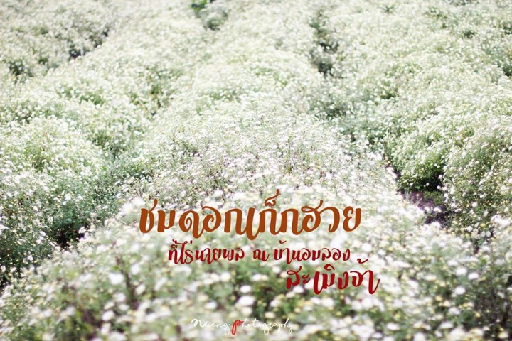 พาสุนัขเที่ยว44719411_10213046025933865_5067471220643987456_n.jpg.jpg