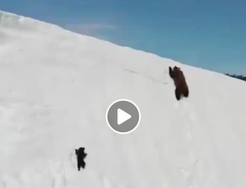 คลิปลูกหมี พยายามปีนปีนภูเขาหิมะ สุดทรหด คลิปดังมากๆตอนนี้ ใครท้อดูกันเลย เก่งมากๆ