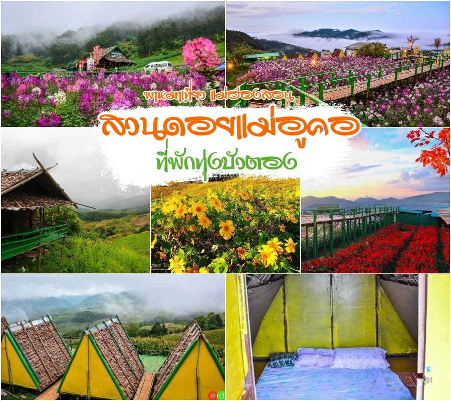 สวนดอยแม่อูคอ ที่พักทุ่งบัวตอง พาหมาเที่ยว ดอยแม่อูคอ แม่ฮ่องสอน หน้าหนาว ปีใหม่นี้