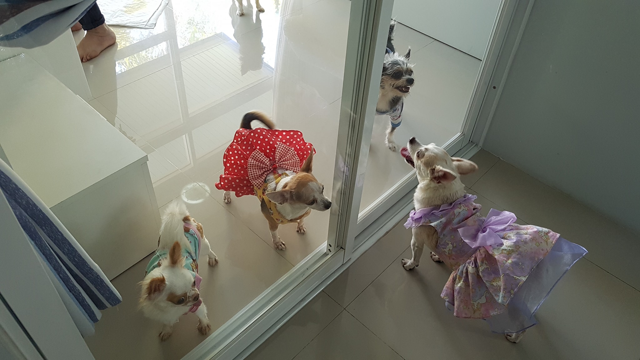 นาริตา การ์เดน รีสอร์ท (Narita Garden Resort) รีสอร์ท บางสเร่ จ.ชลบุรี สุนัขพักได้