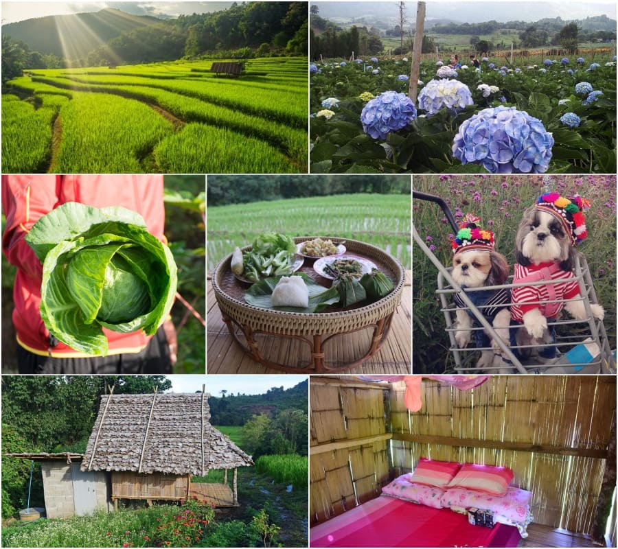 รวมที่พักหมาพักได้ เชียงใหม่ Pet Friendly หมาใหญ่พักได้ พาหมาเที่ยวเชียงใหม่ ล่าสุด