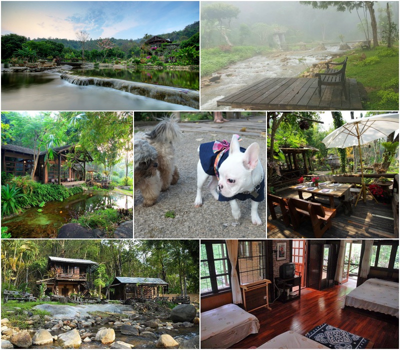รวมที่พักหมาพักได้ เชียงใหม่ Pet Friendly หมาใหญ่พักได้ พาหมาเที่ยวเชียงใหม่ ล่าสุด