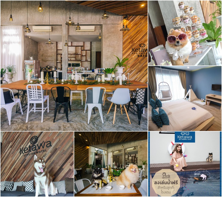 รวมที่พักหมาพักได้ เชียงใหม่ Pet Friendly หมาใหญ่พักได้ พาหมาเที่ยวเชียงใหม่ ล่าสุด