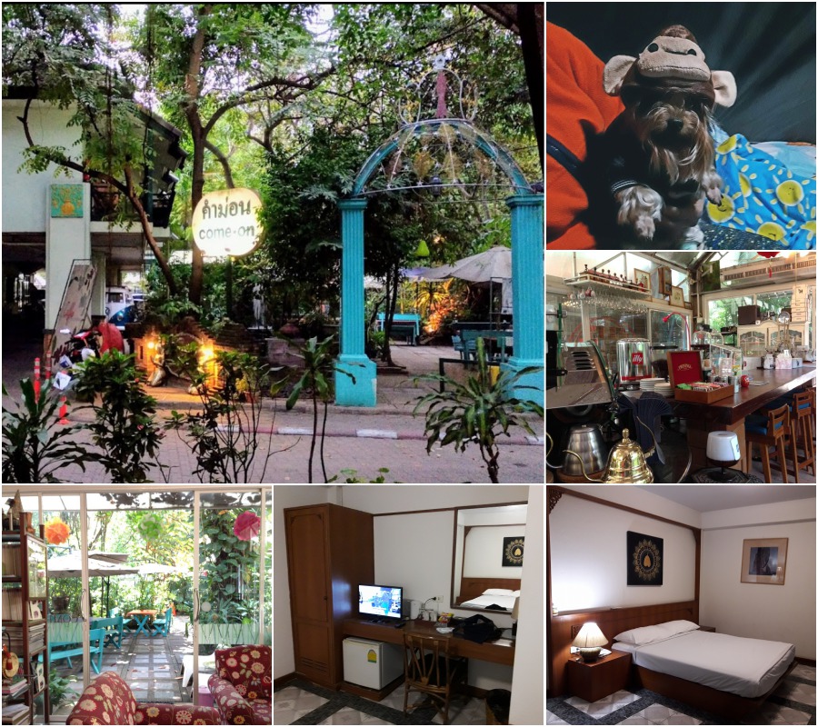 รวมที่พักหมาพักได้ เชียงใหม่ Pet Friendly หมาใหญ่พักได้ พาหมาเที่ยวเชียงใหม่ ล่าสุด