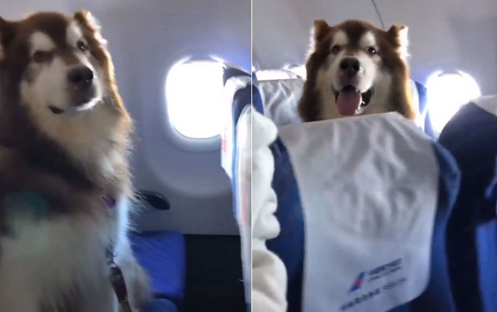 น้องหมาพันธุ์อลาสกัน มาลามิวต์ นั่งเครื่องบินกับเจ้าของ ทำตัวเนียน ยิ้มแป้น เรียบร้อยยังกับตุ๊กตา