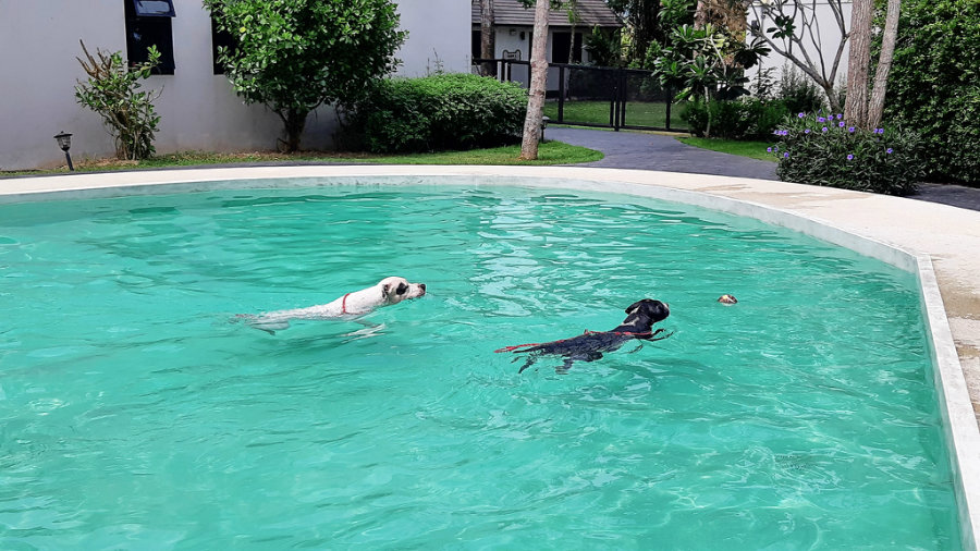 โรงแรม Pawtel แม่ริม เชียงใหม่ หมาเล็กหมาใหญ่พักได้ ใกล้ที่เที่ยวม่อนแจ่ม พาหมาเที่ยวเชียงใหม่กัน