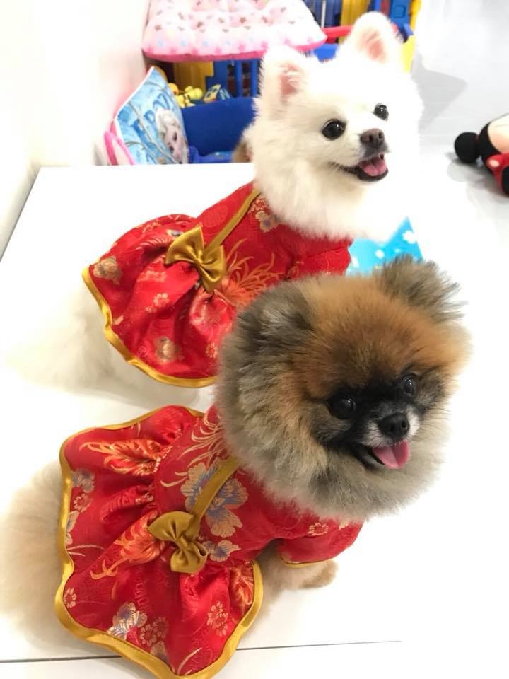 เสื้อจีนสุนัข เสื้อจีนหมา เสื้อจีนแมว 