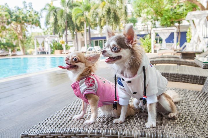 Hill Fresco Hotel Pattay ที่พักพัทยา สุนัขเข้าพักได้ 