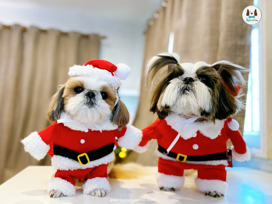 ชุดคริสต์มาสสัตว์เลี้ยง ชุดซานตาคลอสสุนัข ซานตาครอส ชุดซานต้าหมา เสื้อหมา เสื้อแมว ชุดแฟนซีหมาแมว ซานต้าหมา ซานต้าแมว คริสมาสหมา คริสต์มาสสัตว์เลี้ยง