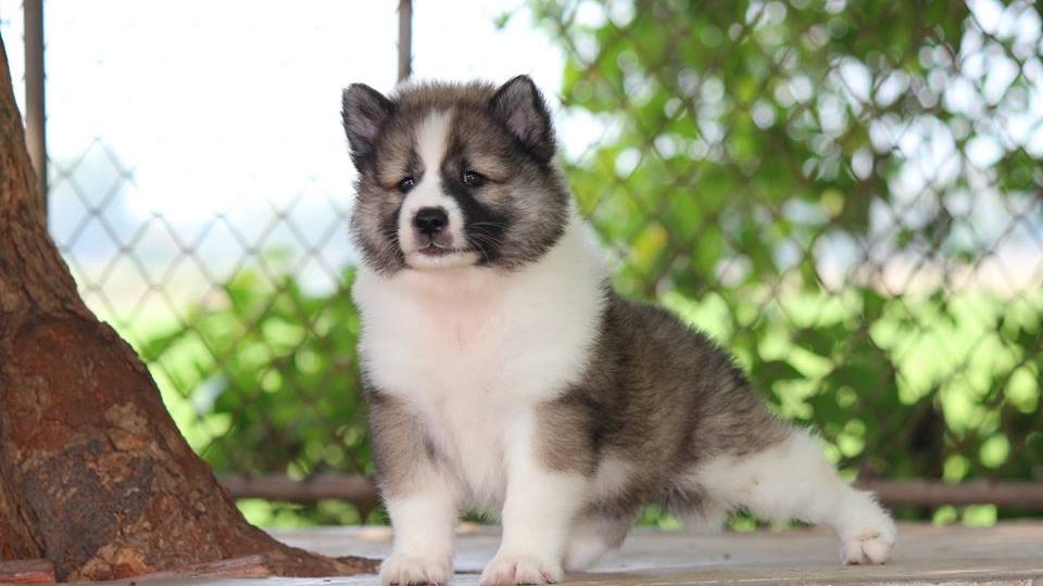 บางแก้ว ลักษณะสายพันธุ์และนิสัย “ไทยบางแก้ว (Thai Bangkaew) ทำไมคล้ายสุนัขจิ้งจอก