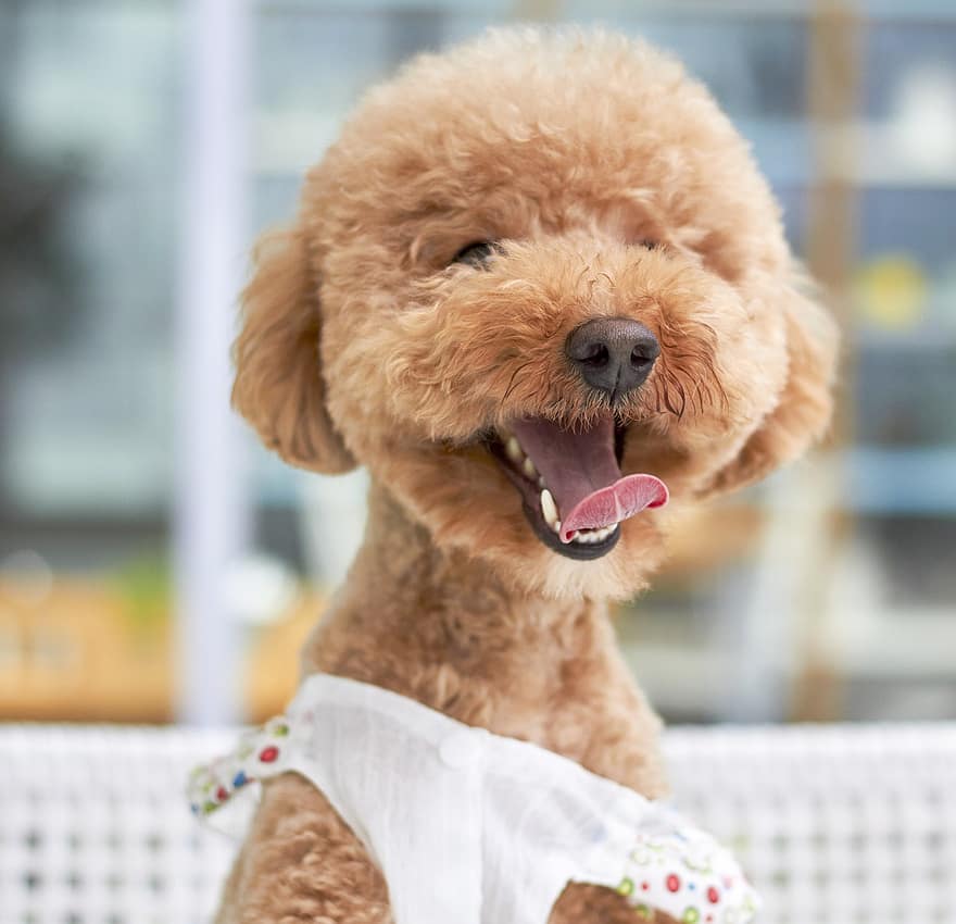 dog-smile-outdoor-paste-variety-small-poodle.jpeg