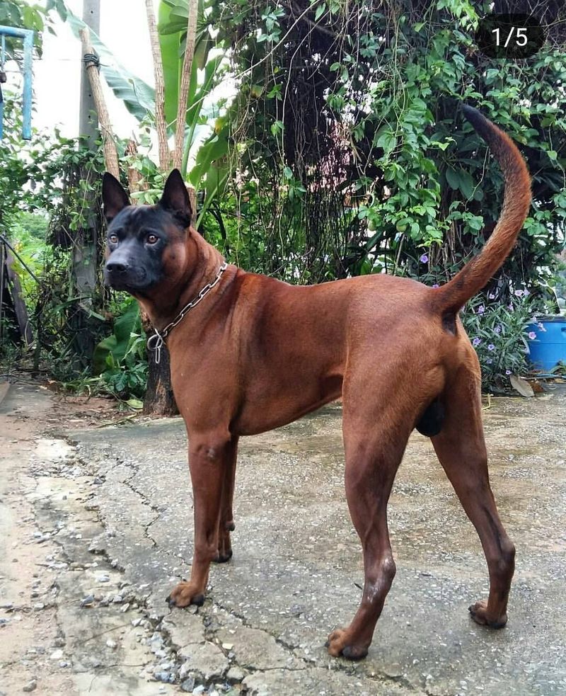 ไทยหลังอาน ประวัติ ลักษณะเด่น นิสัย สำหรับคนอยากเลี้ยงต้องอ่าน