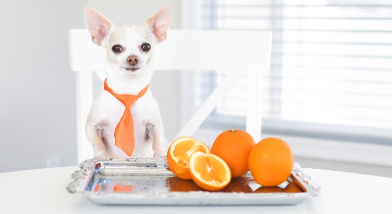 Can-Dogs-Eat-Oranges.jpg