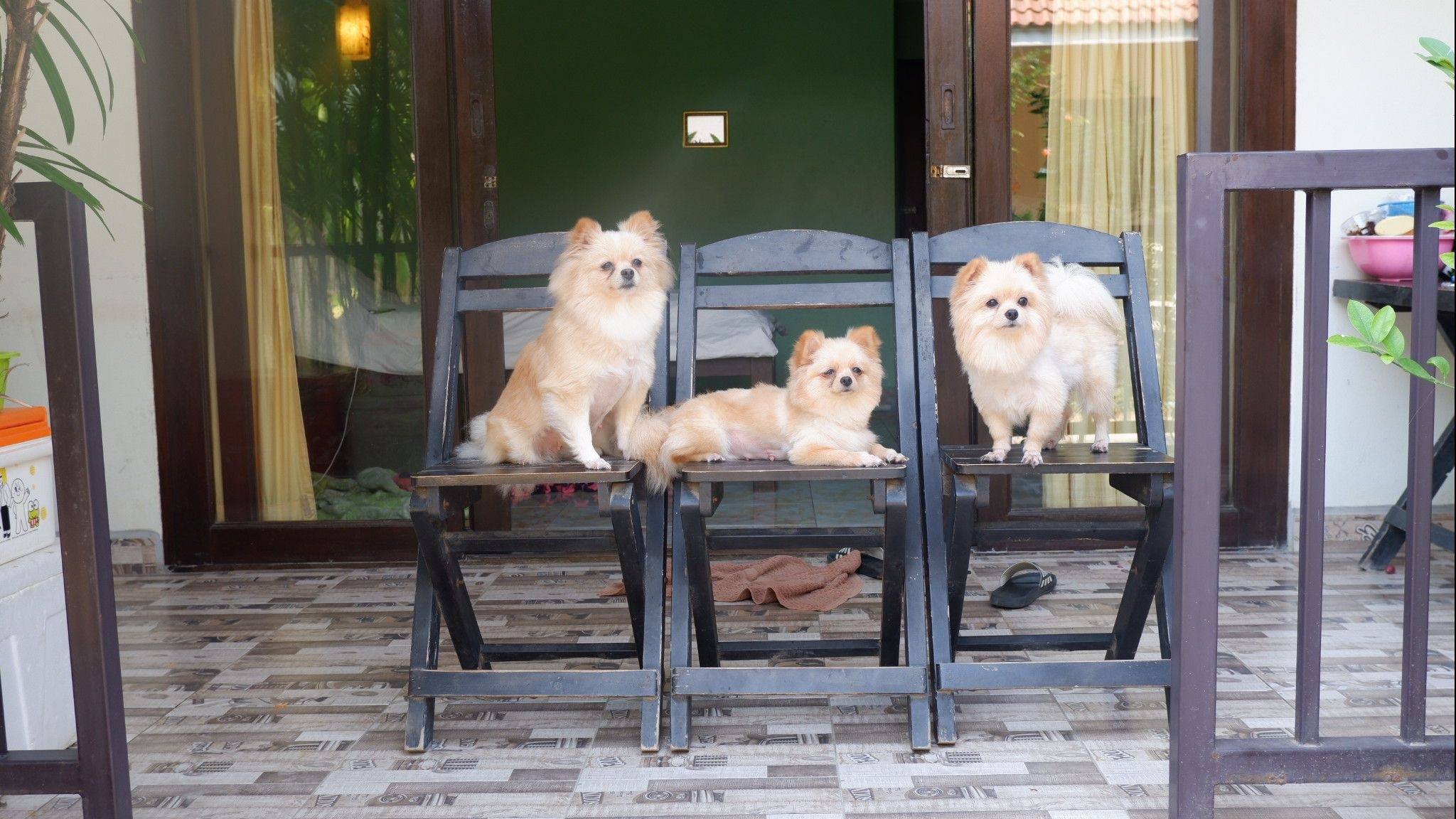 จันทร์สวัสดิ์ บีช รีสอร์ท ปราณบุรี รีสอร์ท ห้องพักติดทะเล หาดปากน้ำปราณ - หาดเขากระโหลก  สัตว์เลี้ยงเข้าพักได้ฟรีจ้า