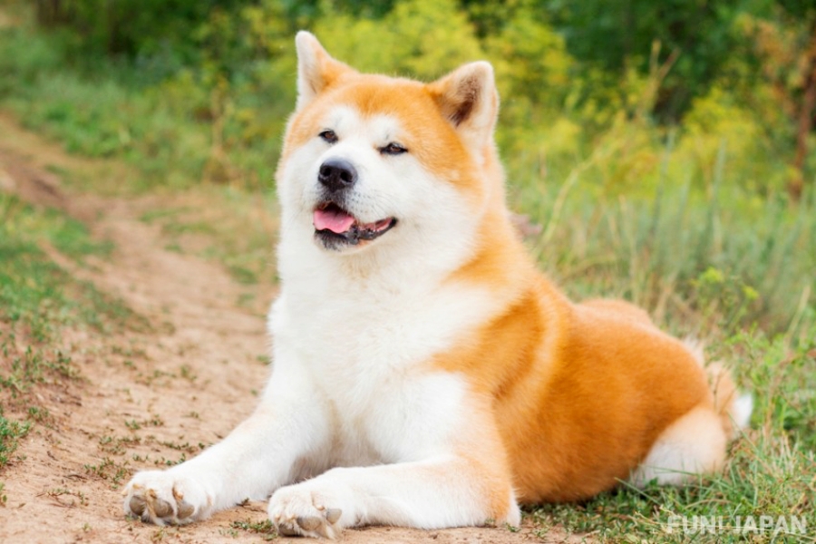 อาคิตะ (Akita) ประวัติของ อาคิตะ