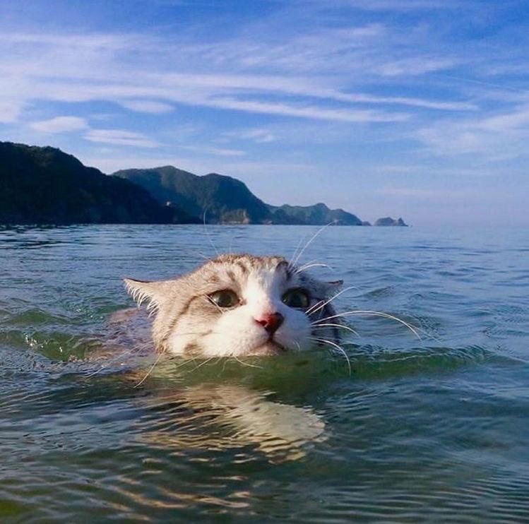 มาหัดว่ายน้ำกับน้องเมี๊ยวกันดีกว่า ภาพแมวว่ายน้ำ