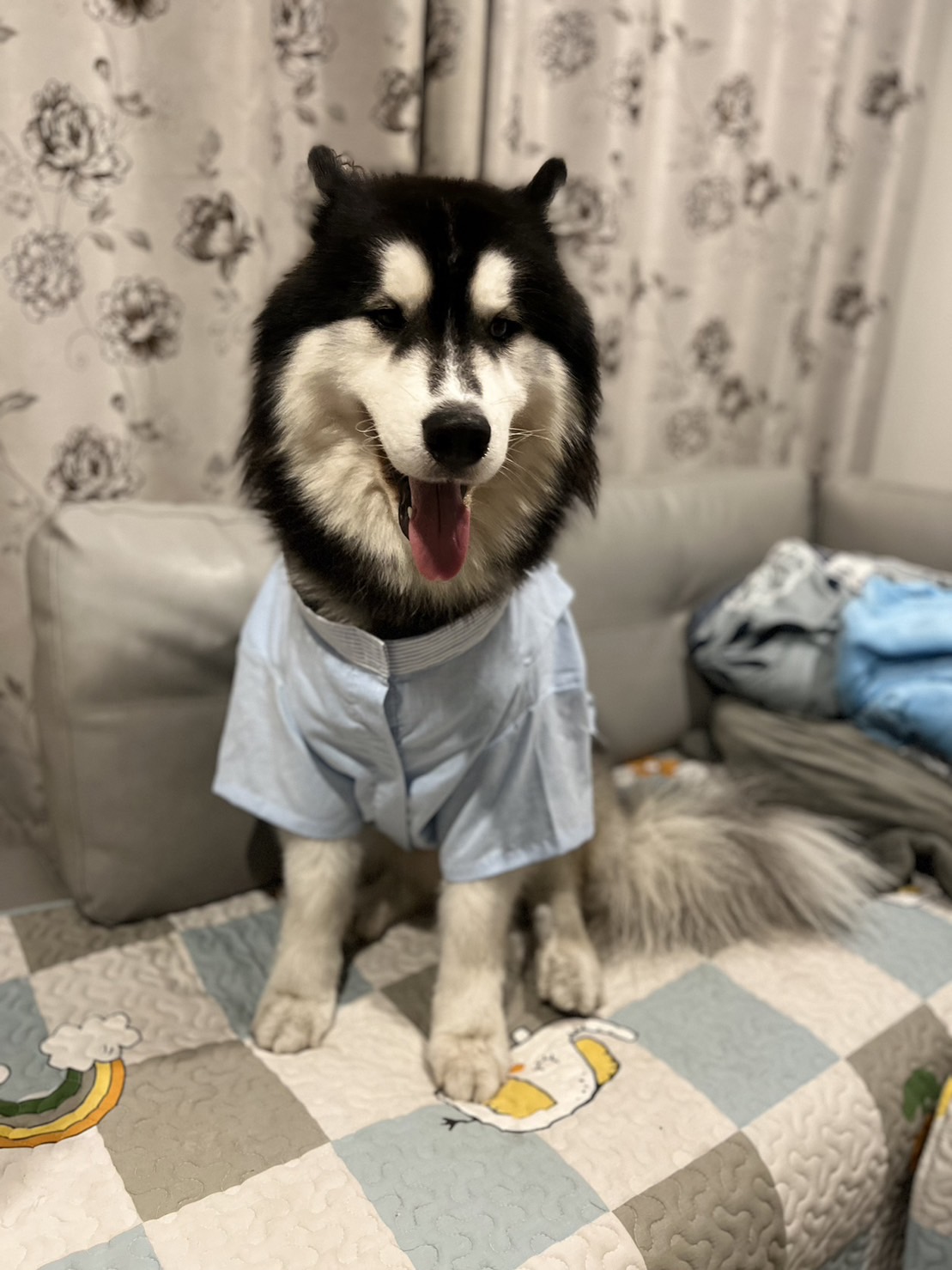 แฟนซีน้องหมา ไฮโซได้อีก ชุดแฟนซีหมาแมว น่ารักๆ