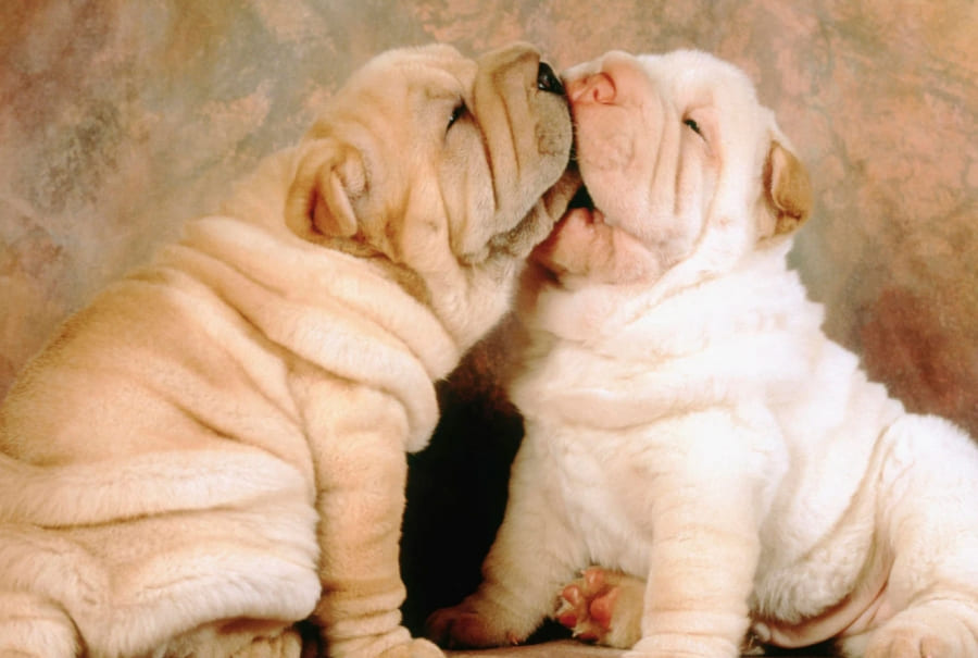 สุนัขชาเป่ย Shar pei ย่นยับ นิสัย การเลี้ยงดู ผสมพันธ์  อย่างไรมาอ่านกัน