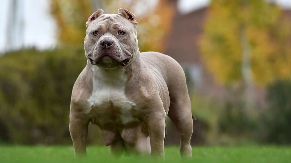 สุนัขพันธ์ อเมริกันพิทบูลเทอเรีย (American Pit bull terrier) ประวัติ นิสัย อาหาร การดูแล