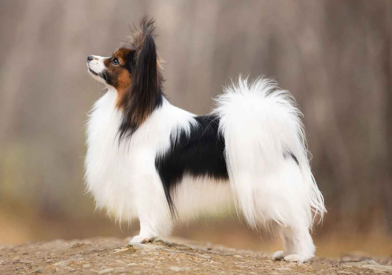 สุนัขสายพันธุ์ปาปิยอง (Papillon) น้องหมาหูผีเสื้อ