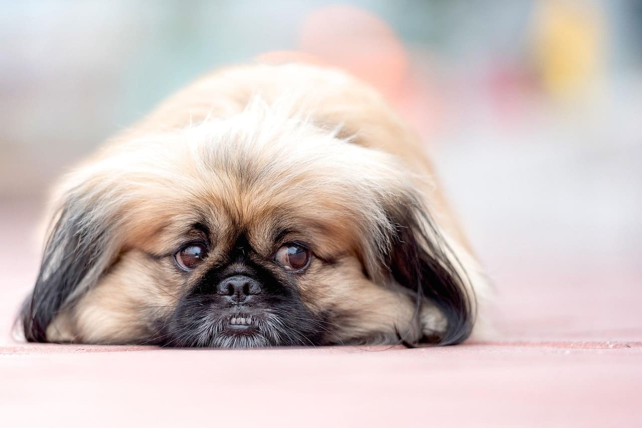 pekinese-2681535_1280.jpg