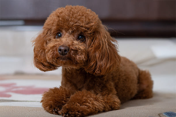 พุดเดิ้ล (poodle) นิสัย การเลี้ยงดู