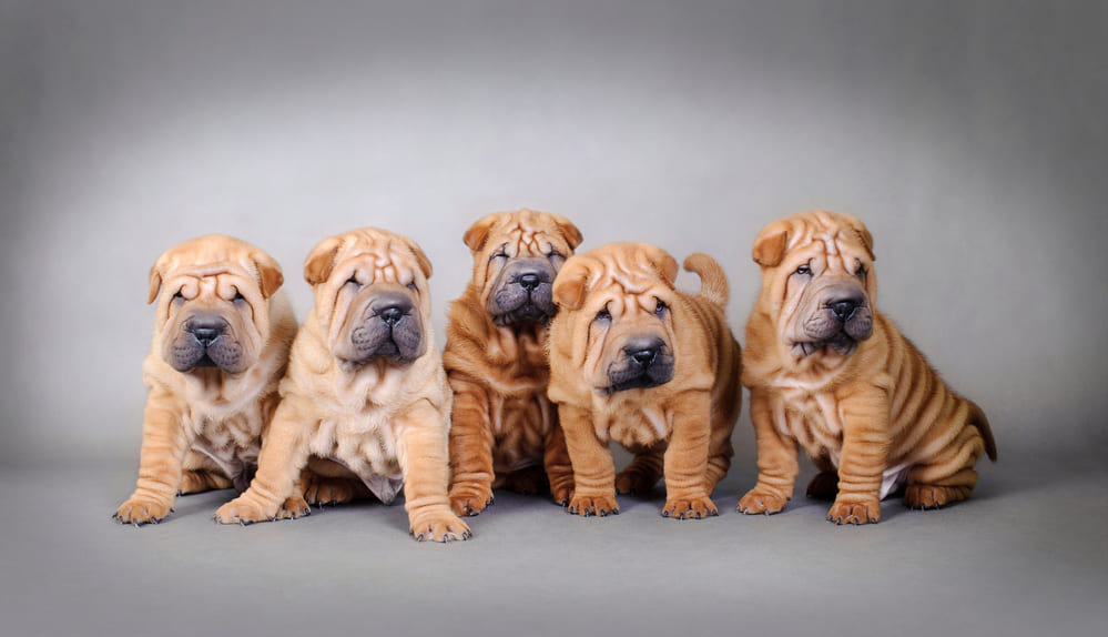Chinese-Shar-Pei-Puppy-1.jpg