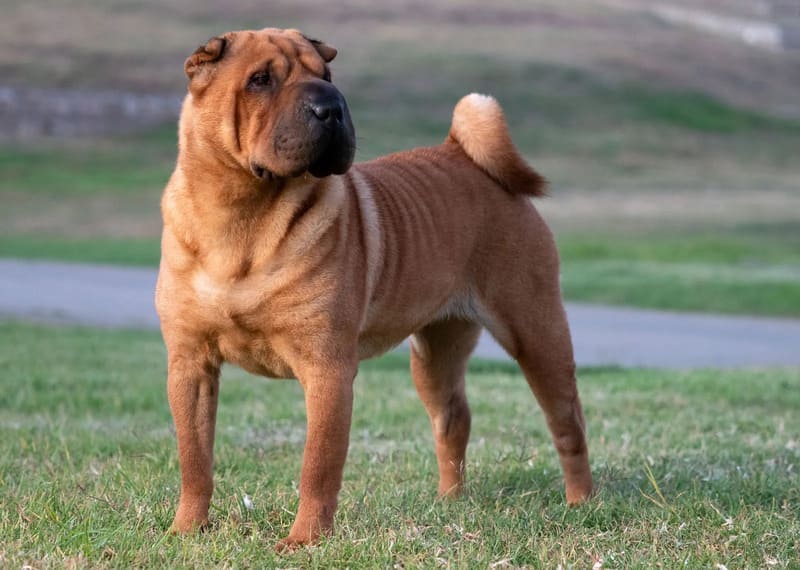 Chinese Shar pei (ไชนิส ชาเป่ย) ประวัติ การเลี้ยงดู
