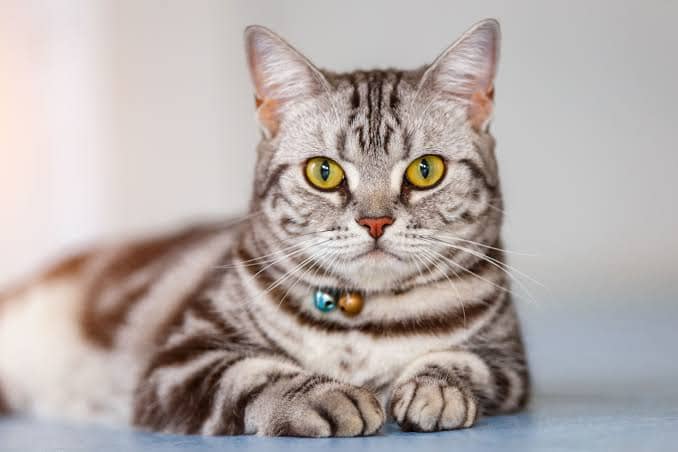 อเมริกันช็อตแฮร์ (American Shorthair) ประวัติ นิสัย