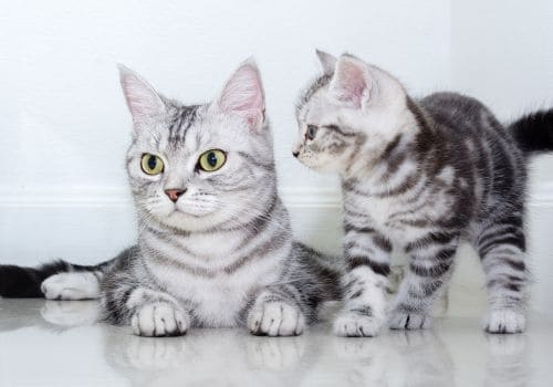 American-Shorthairs-image2.jpg
