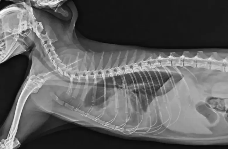 โรคหัวใจแมว (HCM) 