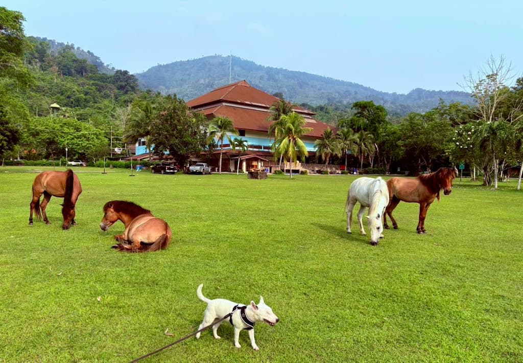 17 ที่พักนครนายก หมาแมวพักได้ 2568