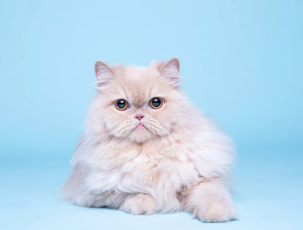 แมวเปอร์เซีย ลักษณะนิสัย อาหาร วิธีเลี้ยง พร้อมราคา