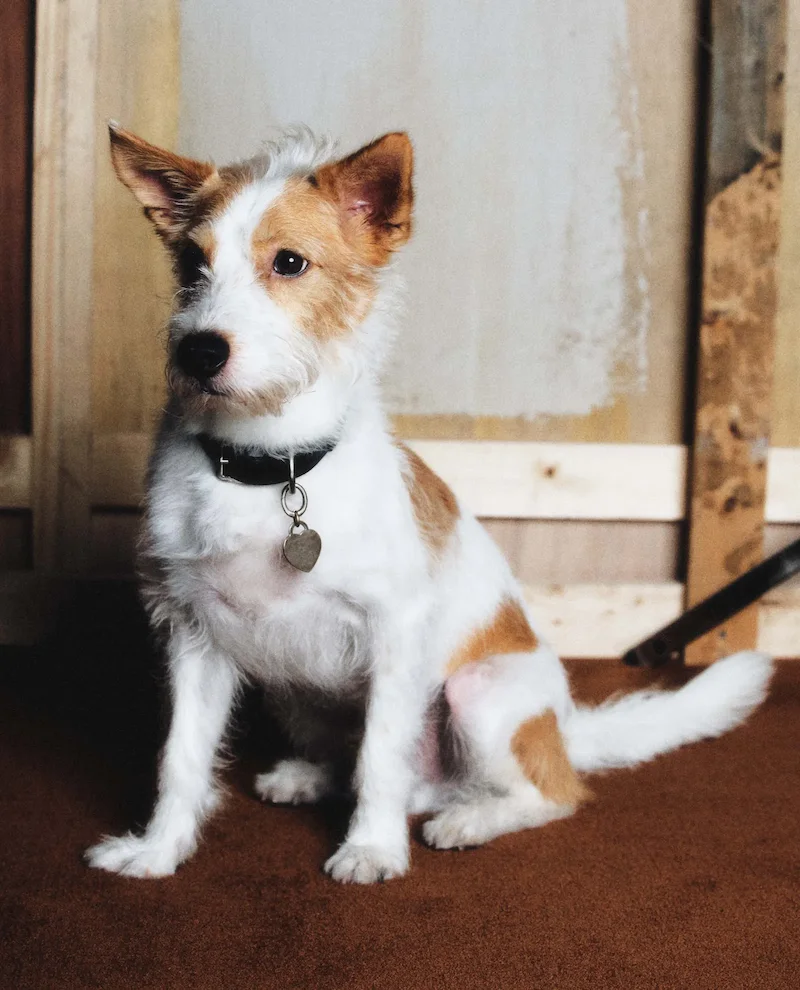 หมาของโรเซ่ BLACKPINK “แฮงค์”