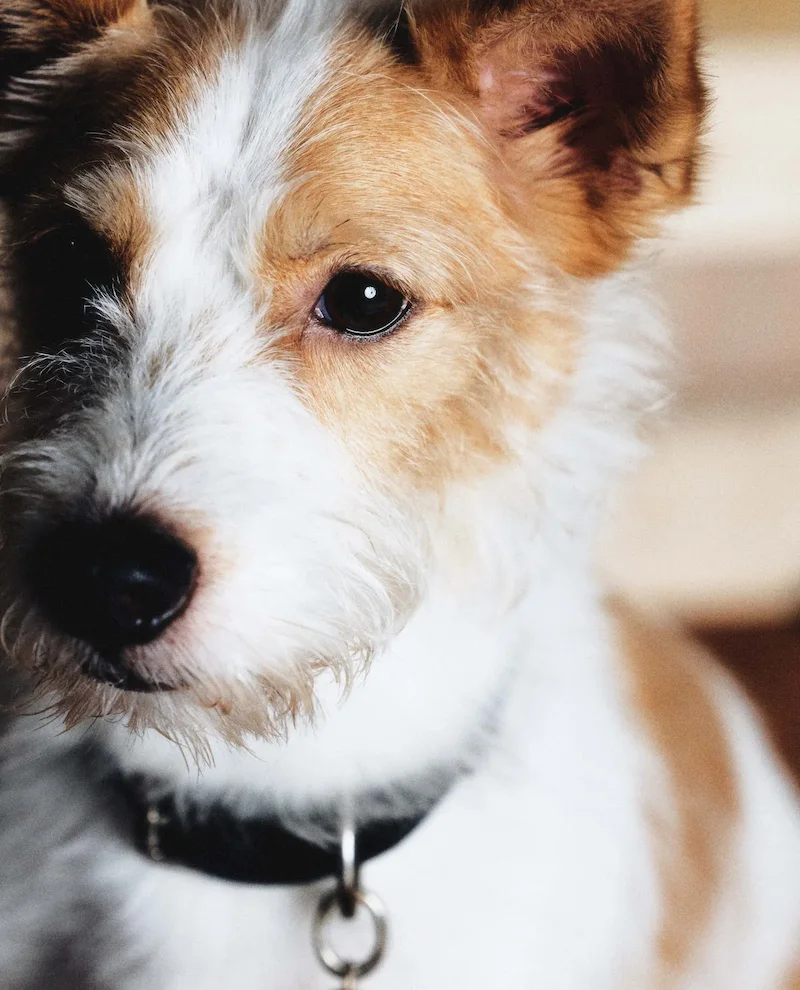 หมาของโรเซ่ BLACKPINK “แฮงค์”