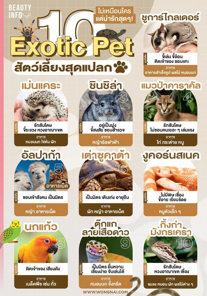 สัตว์เลี้ยงสุดแปลก Exotic Pets ? เลี้ยงได้ในไทย แถมน่ารักเกินต้าน!