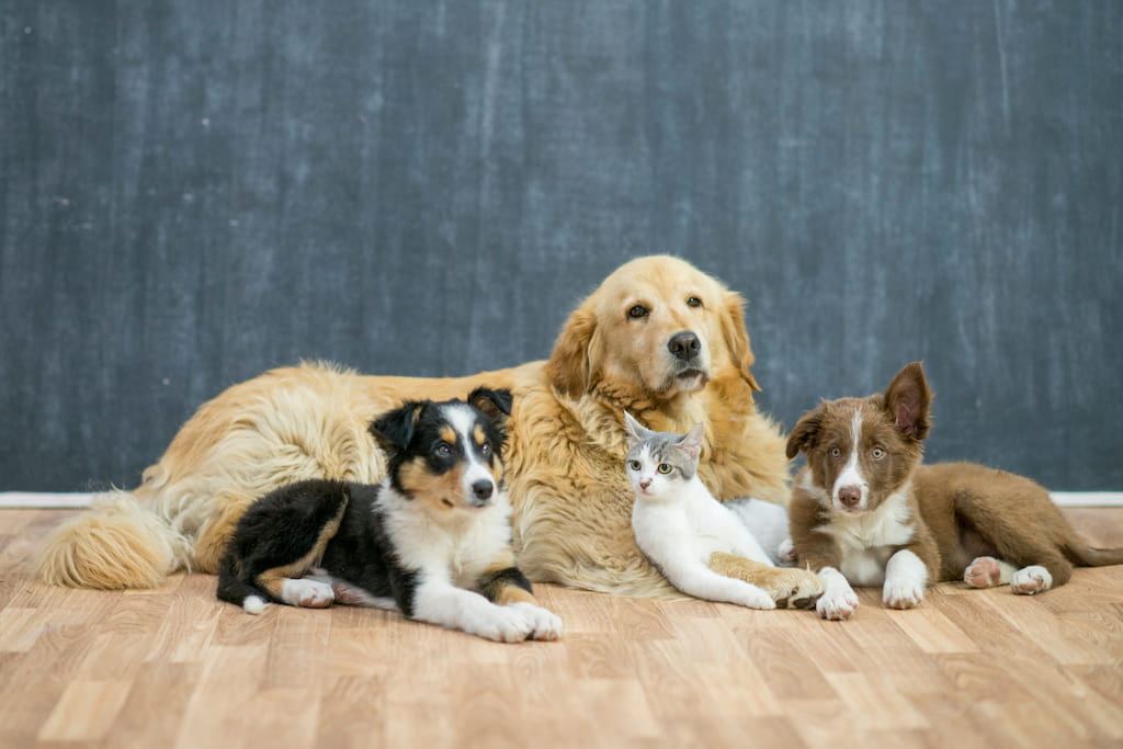 นิสัยน้องหมาตามราศี ลูกๆใครราศีอะไร มาอ่านกัน