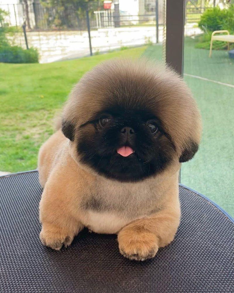 เปิดตัว Meta AI: เปลี่ยนภาพนิ่งเป็นวิดีโอสุดทึ่ง ฟรี ด้วยเทคโนโลยีล้ำสมัย