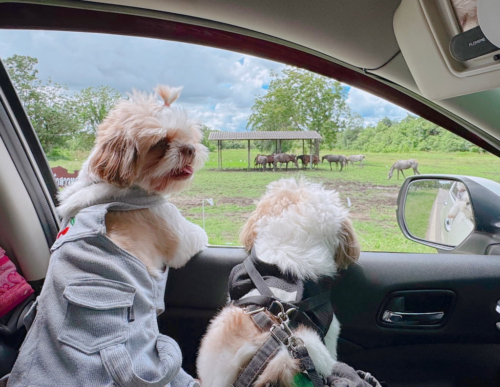 เปิดตัว Meta AI: เปลี่ยนภาพนิ่งเป็นวิดีโอสุดทึ่ง ฟรี ด้วยเทคโนโลยีล้ำสมัย