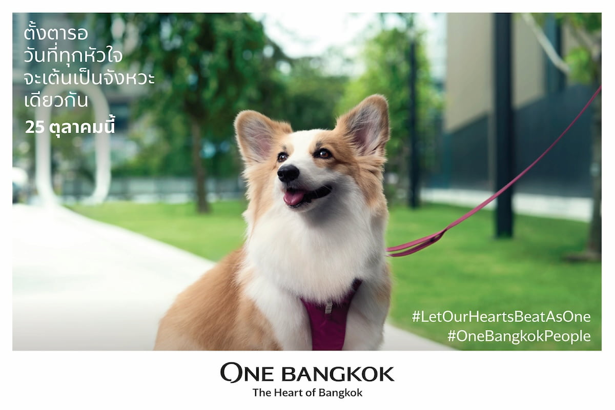 ห้างที่พาสุนัขเข้าได้ 2568 ? กรุงเทพฯ ปริมณฑล และทั่วประเทศ | ห้างสรรพสินค้าน้องหมาแมวเข้าได้ กว่า 120 แห่ง