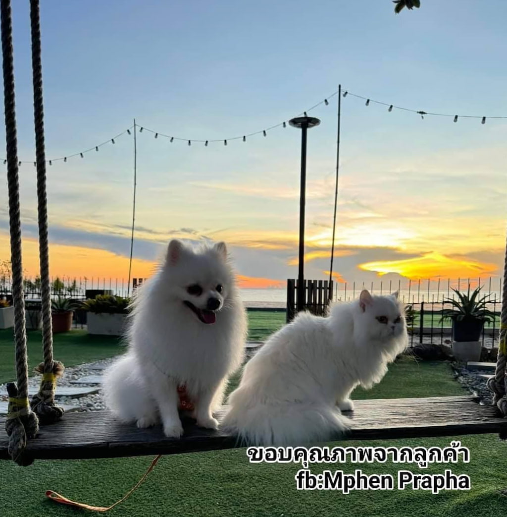 JOY HOTEL ประจวบฯ อ่าวน้อย | ที่พักติดทะเล หมาแมวพักได้ วิวทะเลทุกห้อง