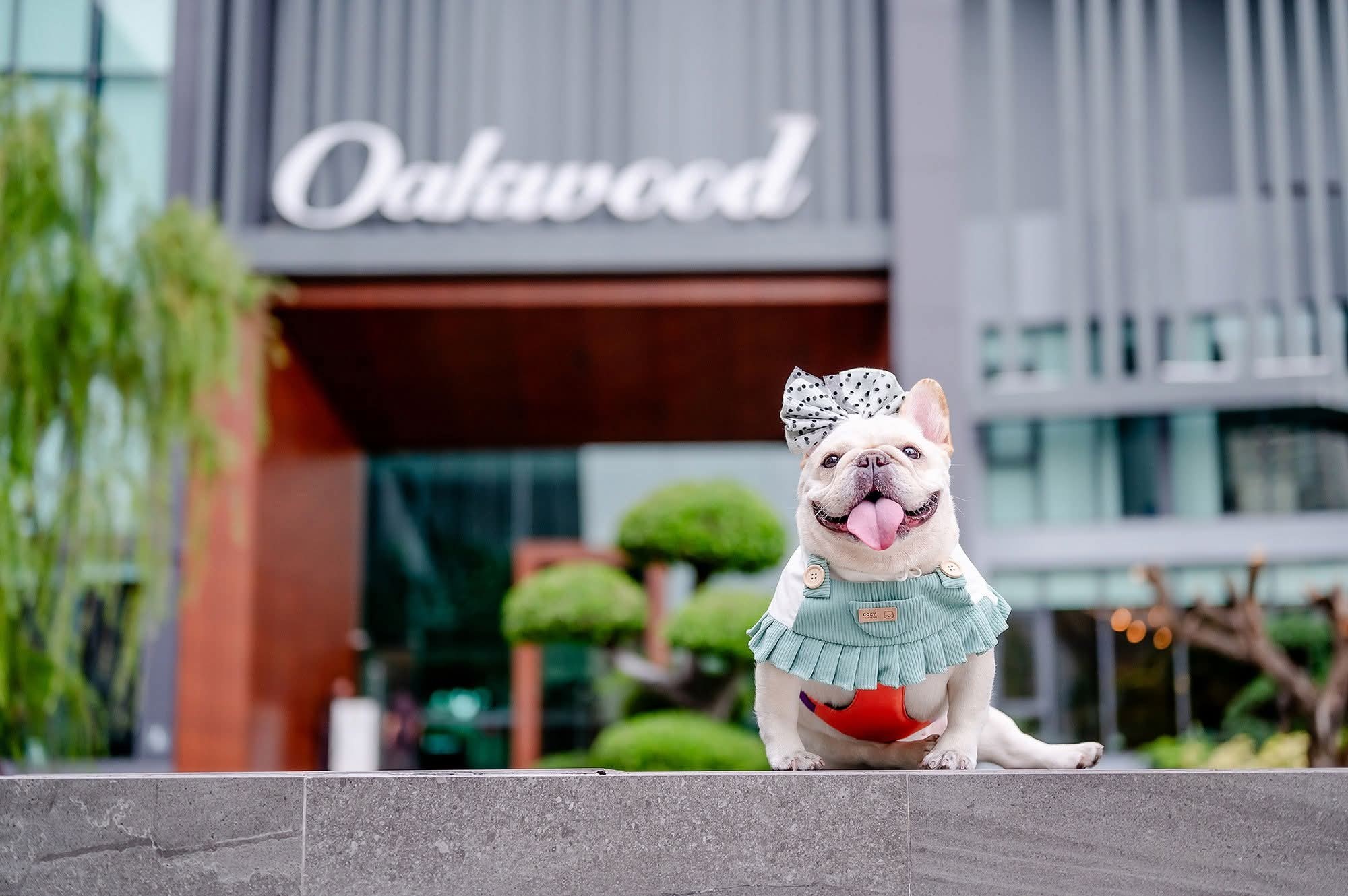 โอ๊ควู๊ด โฮเทล แอนด์ เรสซิเดนซ์ ศรีราชา | ที่พักหมาใหญ่พักได้ แมวพักได้ Pet Friendly ศรีราชา ติดทะเล 2026