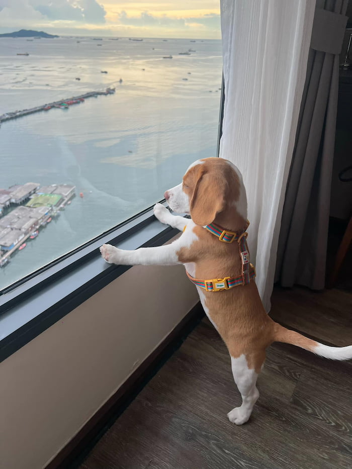 โอ๊ควู๊ด โฮเทล แอนด์ เรสซิเดนซ์ ศรีราชา | ที่พักหมาให ...