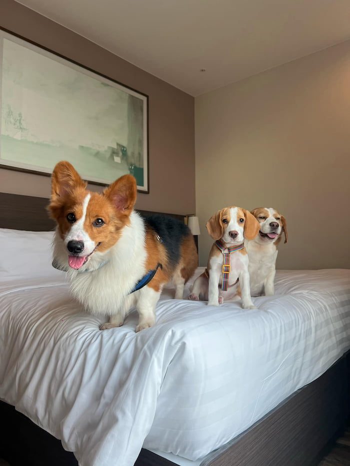 โอ๊ควู๊ด โฮเทล แอนด์ เรสซิเดนซ์ ศรีราชา | ที่พักหมาให ...