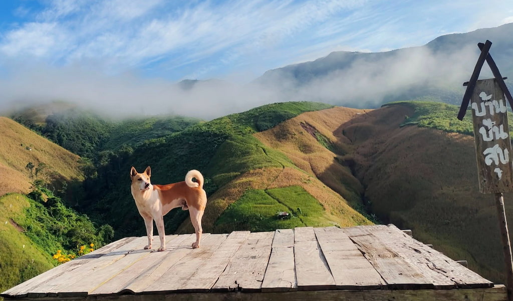 บ้านปันสุข สะปัน น่าน หมาแมวพักได้ วิวหลักล้าน | Pet Friendly หมาใหญ่พักได้ (โฮมสเตย์)