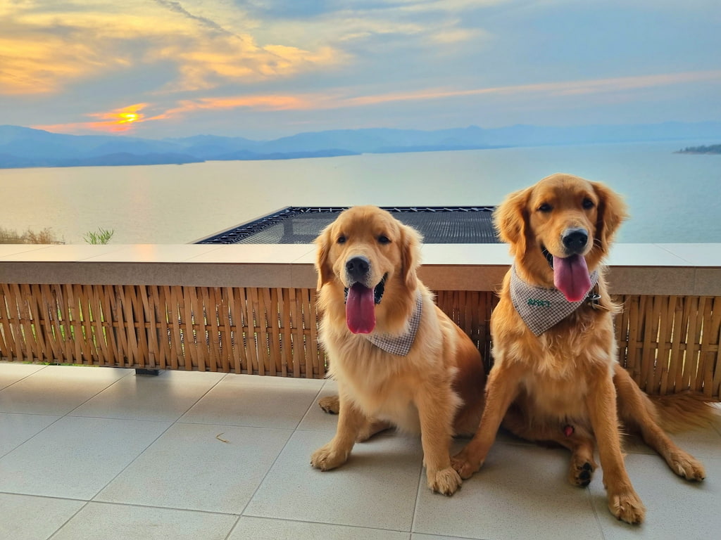 อัปเดต 2569! ที่พักแพริมน้ำเขื่อนศรีนครินทร์ (หมาใหญ่พักได้) | ที่สุดของ Pet Friendly กาญจนบุรี