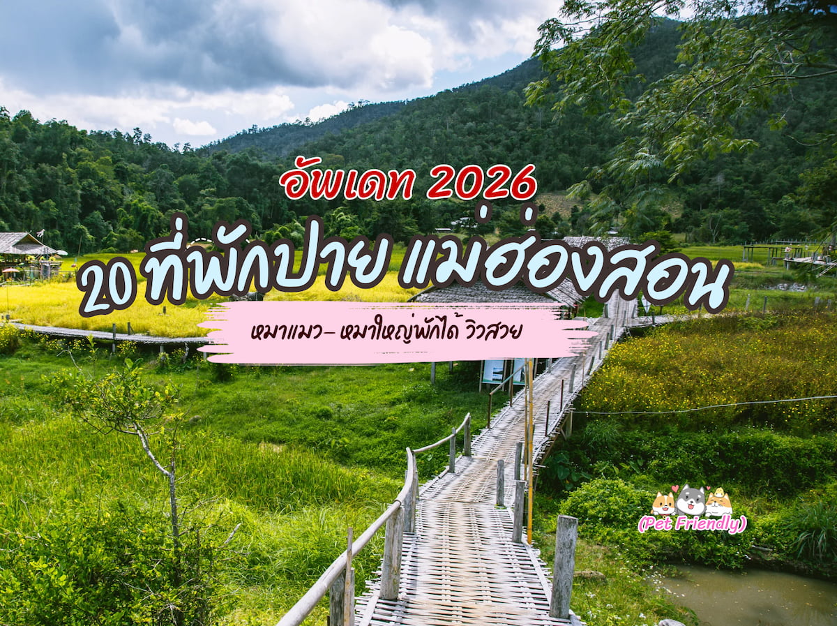 20 ที่พักปาย แม่ฮ่องสอน หมาแมวพักได้ (Pet Friendly) | หมาใหญ่พักได้ ใกล้ถนนคนเดิน อัปเดต 2026