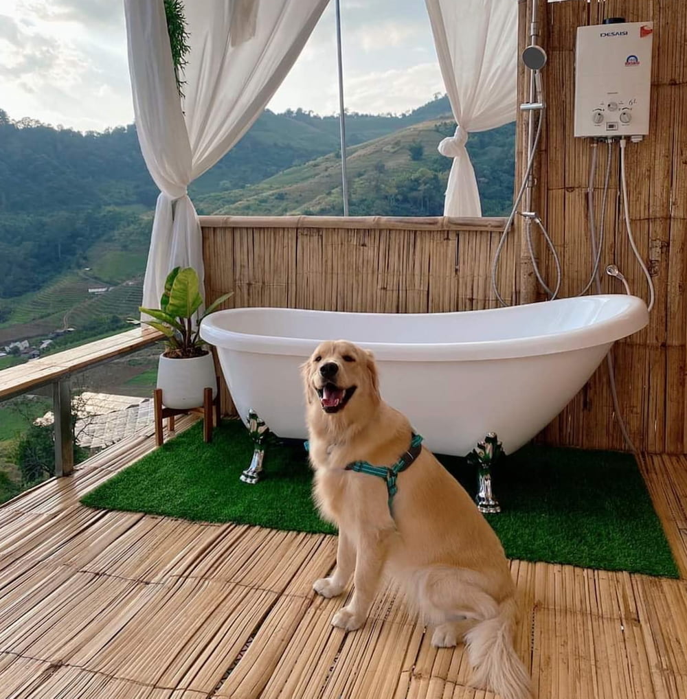 ที่พักม่อนแจ่ม Pet Friendly หมาแมวพักได้ หมาใหญ่พักได้ ใกล้ที่เที่ยว แม่ริม