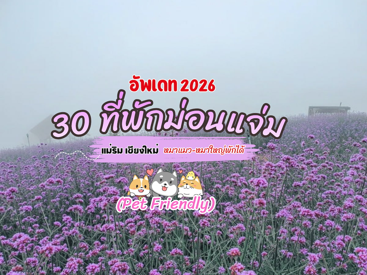 อัปเดต 2026! 18 ที่พัก Pet Friendly ม่อนแจ่ม-แม่ริม เชียงใหม่ | หมาใหญ่พักได้! วิวทะเลหมอก
