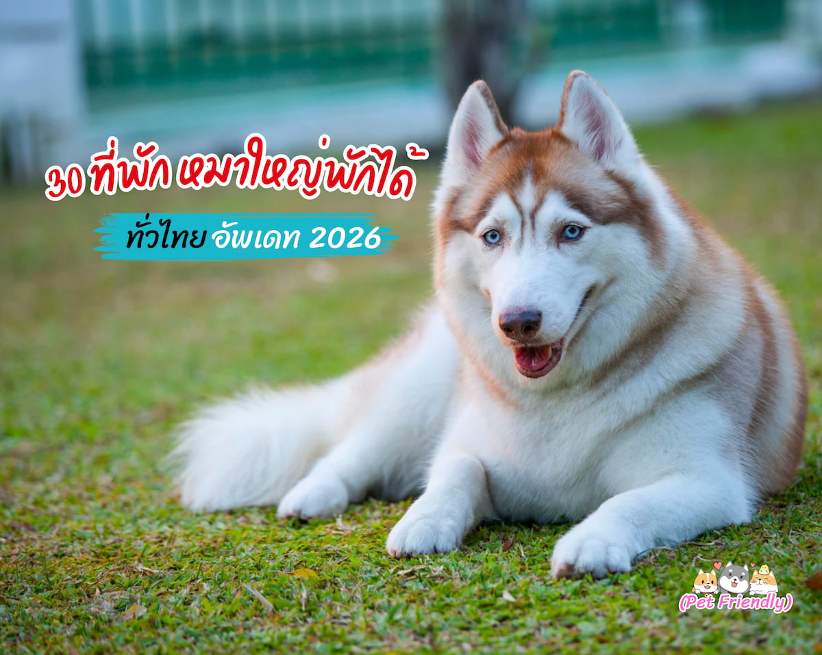 ที่พักต้อนรับหมา PET FRIENDLY หมาใหญ่จัดไปเน้นๆ ปี 2569